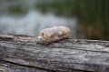 Undercarp-Worki-Pva-200-mm-x-85-mm-20-szt-2.jpg