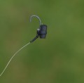 pianka zig rig 2.jpg