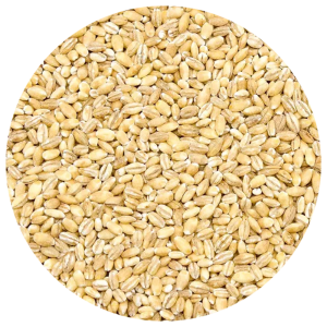 Pęczak Jęczmienny Wędkarski Surowy 5 kg